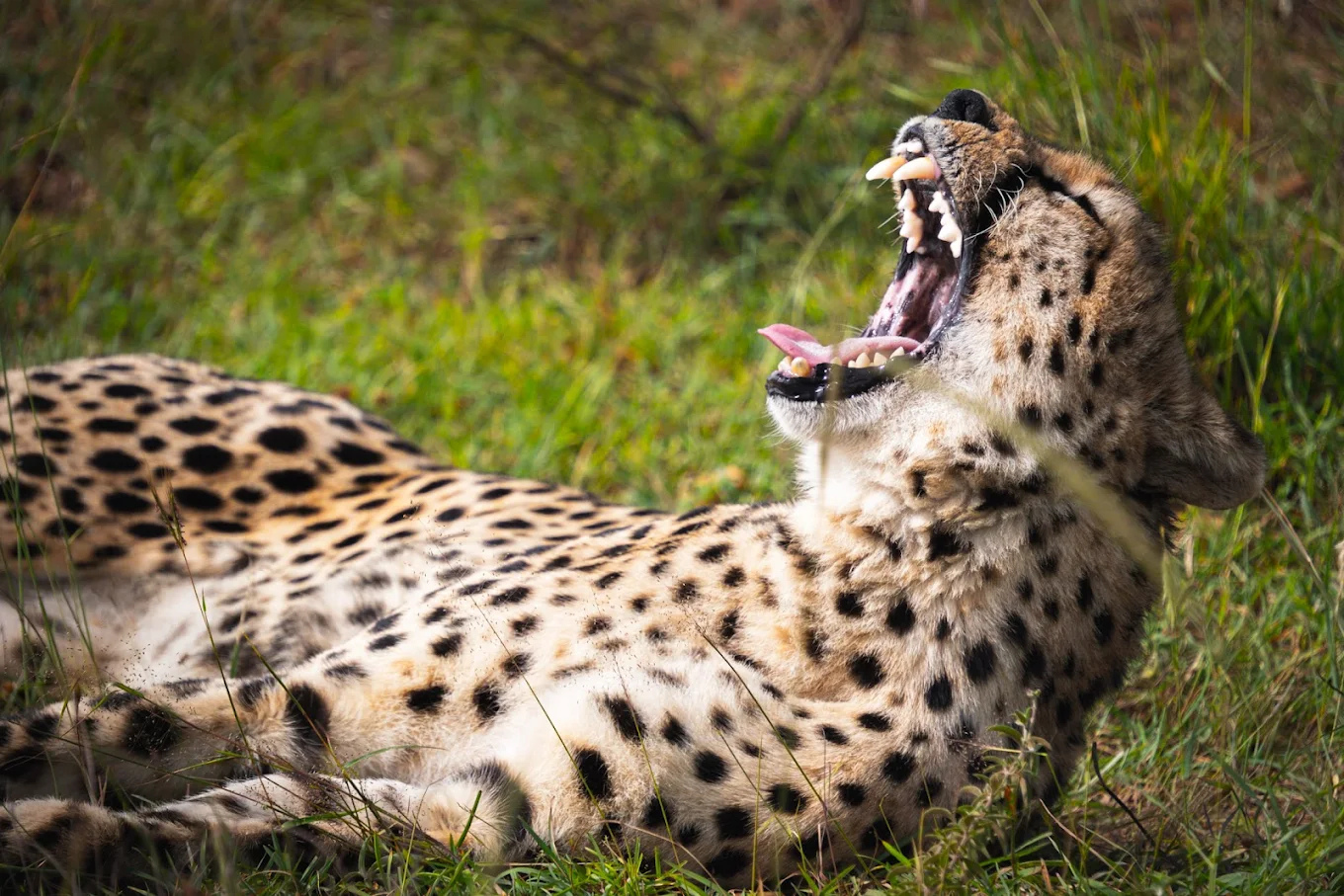 Maasai Mara National Reserve